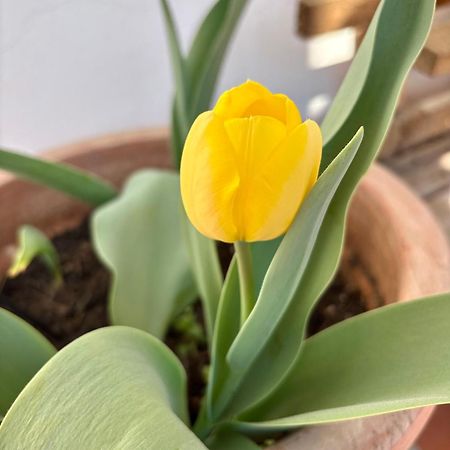 B&B Il Tulipano Como Dış mekan fotoğraf