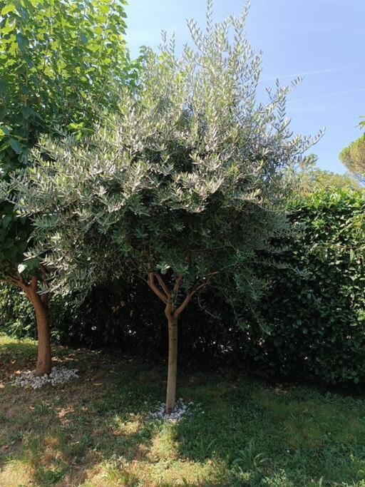 B&B Il Tulipano Como Dış mekan fotoğraf