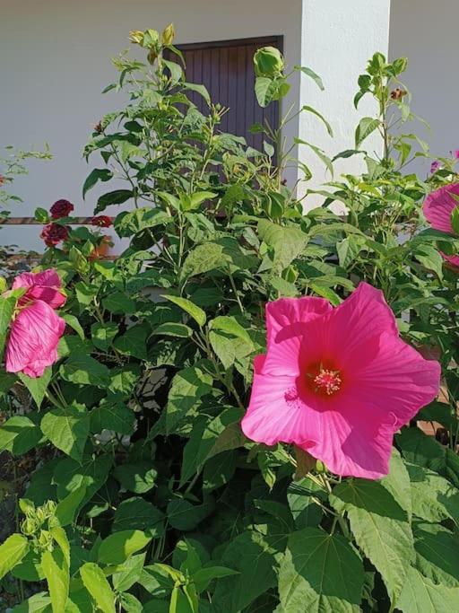 B&B Il Tulipano Como Dış mekan fotoğraf