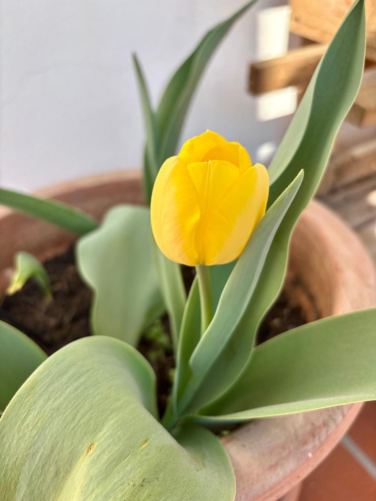 B&B Il Tulipano Como Dış mekan fotoğraf